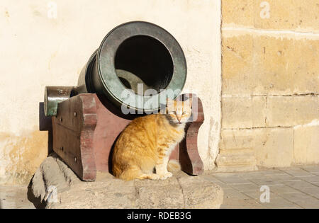 Straße Katze auf den Straßen von Marrakesch und Essaouira in Marokko in den Fischerhafen und Medina, in der Nähe der farbigen Wand. Postkarte - Konzept Stockfoto