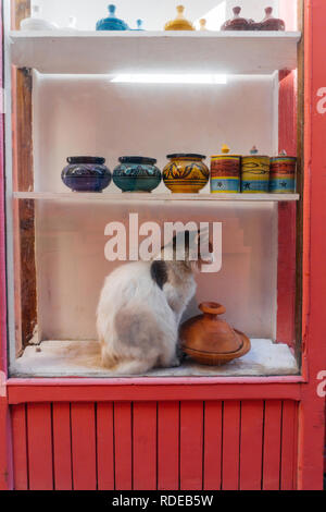 Straße Katze auf den Straßen von Marrakesch und Essaouira in Marokko in den Fischerhafen und Medina, in der Nähe der farbigen Wand. Postkarte - Konzept Stockfoto