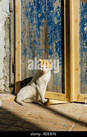 Straße Katze auf den Straßen von Marrakesch und Essaouira in Marokko in den Fischerhafen und Medina, in der Nähe der farbigen Wand. Postkarte - Konzept Stockfoto