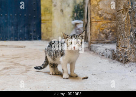 Straße Kitty (CAT) auf den Straßen von Marrakesch und Essaouira in Marokko in den Fischerhafen und Medina, in der Nähe der farbigen Wand. Postkarte - Konzept Stockfoto