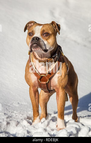 Brauner weißer Bulldog-Hund mit Ledergeschirr, der an einem sonnigen Wintermorgen im Schnee steht Stockfoto