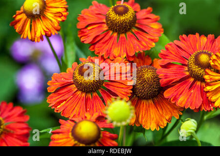 Mehrjährige Gartenblume Pflanze Helenium Sneezeeed Stockfoto
