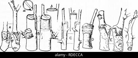 . Pflanzliches: Gewächshaus und Gärtnerei Praxis. Pflanzenvermehrung. Pfropfung wachse, WUNDAUFLAGEN, etc. 2^3 auftreten (aufgrund von unsachgemäßer Handhabung), kann es wieder geschmolzen und wieder gearbeitet. In der Regel das Wachs in Kugeln oder Stäbe für die komfortable Nutzung. Es wird unbegrenzt halten. Leinöl für die pfropfung Wachse muss frei sein von eigenresonanzen wie Cottonseed Oil. Alkoholische Wachse sind als zu weich die Hitze der amerikanischen Sommern zu stehen. Sie schmelzen und Laufen. Für den Winter Arbeiten zur Abdeckung von Wunden und für Brücke Pfropfen, ihre Weichheit ist ein Vorteil. Damit Sie das Harz ist geschmolzen Stockfoto