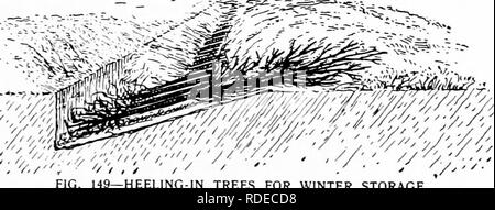 . Pflanzliches: Gewächshaus und Gärtnerei Praxis. Pflanzenvermehrung. GEXERAr, PUNKTE FÜR OBST BAUM STOCKS 177 I' iiit; Bäume aus einem huiiflrcl sind auf inalicleb stoek da weniger I "Lss. Kirsche auf niazzanl kostet doppelt so iinich, aber lohnt sich Fliesen Preis. Sonictinics Mahaleli ist besser als mazzard in seichten "ir uet Boden. Möglicherweise ist dies die wichtige intluence auf Lager (in Kom, für durch sie viele Früchte, die nicht gedeihen würden, in einigen Fällen nicht leben würden, auf ihre eigenen Wurzeln, können in ungünstigen Böden angebaut werden. Die Nutzung der Bestände Boden Widrigkeiten deman zu überwinden Stockfoto