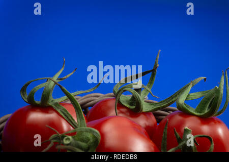 Rote reife frische kleine Kirschtomaten auf blauem Hintergrund Stockfoto