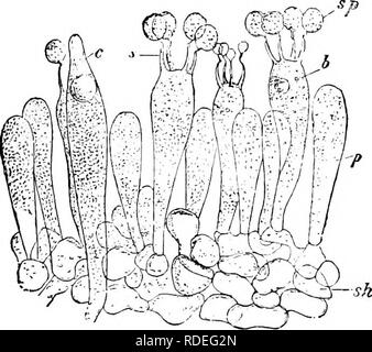 . Krankheiten der Pflanzen. Pflanzenkrankheiten. Abb. 210. - Psathyrella rubra. Teil des hymenium.sh. sub-hymenial Schicht; 6, basidien; s, sterigmata; sp, Sporen; p, paraphyses; c, a cystici (x540). Bitte beachten Sie, dass diese Bilder sind von der gescannten Seite Bilder, die digital für die Lesbarkeit verbessert haben mögen - Färbung und Aussehen dieser Abbildungen können nicht perfekt dem Original ähneln. extrahiert. Stevens, Frank Lincoln, 1871-1934; Hall, John Galentine, 1870 -. New York: Macmillan Stockfoto