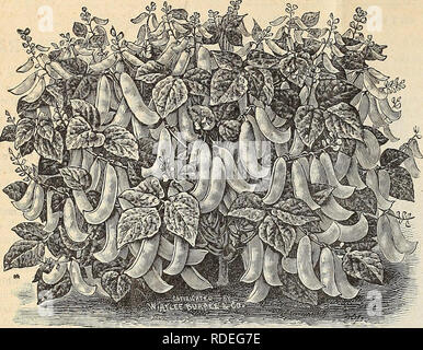 . E.H. Hunt: seedsman. Baumschulen (Gartenbau) Illinois Chicago Kataloge, Leuchtmittel (Pflanzen) Kataloge Kataloge; Blumen; Gemüse Samen Kataloge; Pflanzen, Zierpflanzen Kataloge. B E H. HUNT, SEEDSMAN, Chicago, Illinois. Anlage von BURPEE FOLGENDES BUSH LIMA BEAN. "Die: panouet" Melone. Die üppigen und wunderschönen Melone in der Existenz. Dieses herrliche Melone stellt Jahre sorgfältige Auswahl und Verbesserung des Bestands an Musik Melone, in den Händen der größten und erfahrensten Anbauer von Melonen in der Welt. Die Erbauer betrachtet es als seine größte Produktion, und wahrscheinlich zu ersetzen alle Die Stockfoto