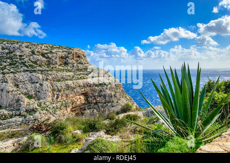 Klippen in der Nähe der Blauen Grotte, Malta. Malerische Meereslandschaft mit felsigen Ufer und saftig Agaven. Stockfoto