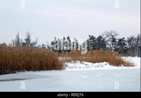 Schilf in den Vordergrund. Winterlandschaft, frozen River Bank. Stockfoto