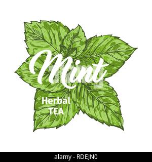 Kräuter Tee mit frischer Minze Logo Vorlage. Isolierte Hand gezeichnet Marker Malerei Label mit Pfefferminze. Spearmint Botanik Pflanze und Hand-Lettering Kalligraphie Inschrift. Botanische Design, Medizinische Thema. Stock Vektor