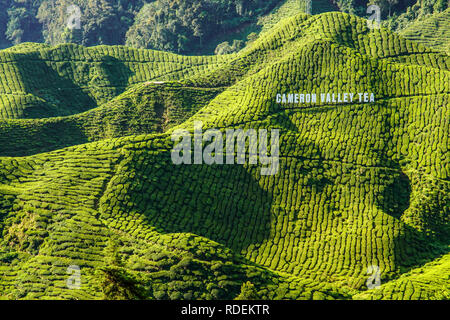 Teeplantage, Cameron Highlands, Malaysia, Südostasien, Asien Stockfoto