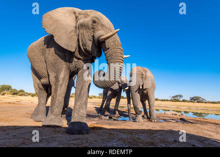 Afrikanischer Elefant aus einem undertground gesehen in Simbabwe Hwange National Park verstecken. Stockfoto