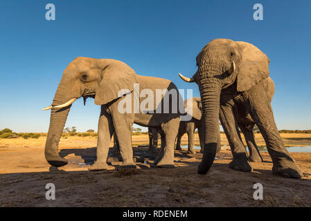 Afrikanischer Elefant aus einem undertground gesehen in Simbabwe Hwange National Park verstecken. Stockfoto