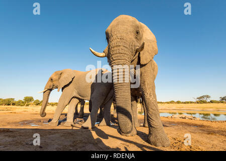 Afrikanischer Elefant aus einem undertground gesehen in Simbabwe Hwange National Park verstecken. Stockfoto