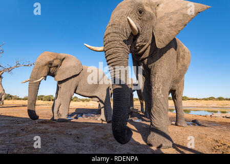 Afrikanischer Elefant aus einem undertground gesehen in Simbabwe Hwange National Park verstecken. Stockfoto