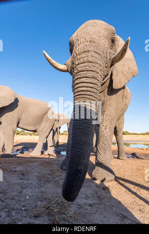 Afrikanischer Elefant aus einem undertground gesehen in Simbabwe Hwange National Park verstecken. Stockfoto