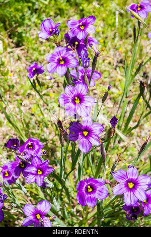 Blue-Eyed Grass (Sisyrinchium bellum) Wildblumen blühen im Frühling, Kalifornien Stockfoto