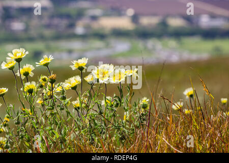 Layia platyglossa Wildblumen (gemeinhin als tidytips) wächst an der Küste auf einem Hügel; verschwommen Stadt im Hintergrund, Kalifornien Stockfoto