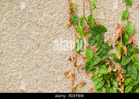 Efeu Pflanzen wachsen auf Wand Stockfoto