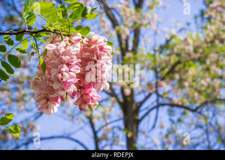 Rosa acacia Blumen blühen im Frühling, Kalifornien Stockfoto