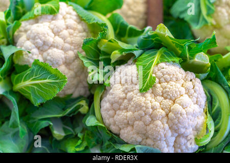 Título: Blumenkohl ist eines von mehreren Gemüse in der Gattung Brassica oleracea, in der Gattung Brassica in der Familie Brassicaceae. Stockfoto