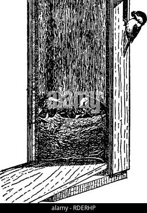 . Methoden des Anziehens der Vögel. Vögel. NESTING - Häuser 21 Zinn Souses. - Eine Vielzahl der Häuser können aus verschiedenen Arten von Zinn Gefäße vorgenommen werden, wie z.b. Tomaten - Dosen, Lack - Dosen, Dosen.. Beobachtung "ÖFFNEN etc., durch den Einbau in an einem Ende ein rundes Stück Holz, mit dem Eingang Loch. Es ist gut Zinn Gefäße zu platzieren, wo Sie etwas schattiert werden, Disaster, die jungen Vögel von der übermäßigen Erwärmung des Metalls zu verhindern.. Bitte beachten Sie, dass diese Bilder aus gescannten Seite Bilder, die digital für die Lesbarkeit verbessert haben mögen - Färbung und App extrahiert werden Stockfoto