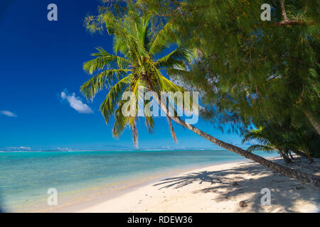 Schöner tropischer Strand mit Kokospalme überhängend ein idyllischer weißer Sandstrand auf der Insel Aitutaki, Cookinseln, Südpazifik Stockfoto