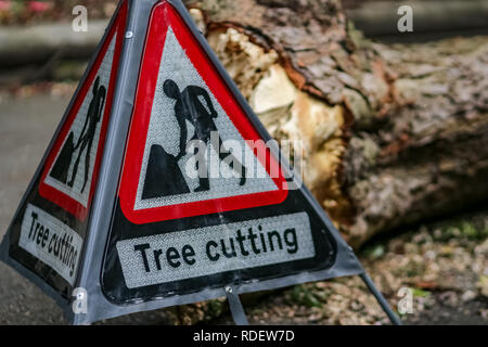 Warnschild Baum schneiden und den Schnitt Baum im Hintergrund bei der Park, mit einer geringen Tiefenschärfe fotografiert. Stockfoto