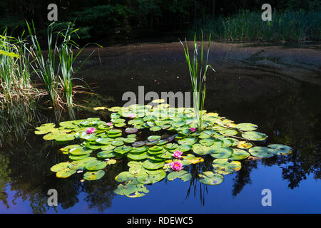 Seerosen im Teich, Maine, USA. Stockfoto