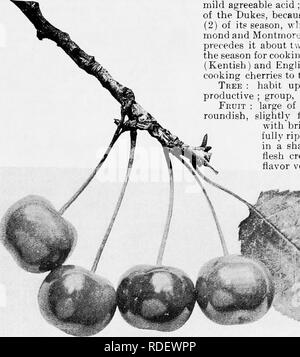 . Die Früchte von Ontario. Obst - Kultur. 1905 Obst von Ontario. 91 SPÄT DUKK [Anglaiye Tardire.) Rundlich,. Die begehrtesten kochen Kirsche, weil der ita mild angenehme Säure; und eines der Profitabelsten der Herzöge, weil (1) seiner Produktivität, und (2) der Jahreszeit, tlie whicli zwischen frühen Reich - Mond und Montmorency. Thisand kann Herzog, der vorangeht, Es aliout t-vvo-Wochen, Abdeckung der frühen Jahreszeit für Kochen, während die Montmorency (Kent) und Englisch Morello die Jahreszeit des Kochens Kirschen zu der Ist im August zu verlängern. Baum: Wuchsform aufrecht; sehr energisch und Stockfoto