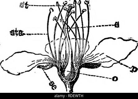 . Ausgewählte Western Flora: Manitoba, Saskatchewan, Alberta. Botanik; Botanik; Botanik. ROSACEiB 61 Pflanzen Einrichtung viele unserer wertvollsten Früchte und Blumen. Ähnelt der Saxifragaoeae in der Blume und den Legumi-nosiB in dem Blatt. * Eierstock weder die Einhaltung der Kelch tude, noch umgeben von Noe in ihm eingeschlossen. 1. Pninus, Griffel Einzelgänger, beroming eine Steinfrucht. 2. Spirea, blütenstempel 5-8, bilden mehrere Follikel gesät. 3. Geum, blütenstempel zahlreiche auf ein trockenes Gefäß bildet Trockene aohenes' mit Stilen streckenden bei Fälligkeit. 4. Dryas, wie vor, aber Strauchigen. 5. Potentilla, Pitt Stockfoto