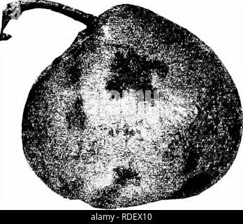 . Krankheiten der Pflanzen. Pflanzenkrankheiten. Krankheiten DER SONDERKULTUREN 107 diese Krankheit von Birnen ist besonders bei Sev reichlich- Sorten der japanischen Belastung. Bitter rot, reife rot {Glonierella rufomaculans (Berk.) Spaul. & Amp; von schrenk). - Diese Krankheit ist viel weniger häufige Vorkommen auf die Birne als auf den Apfel. Für die Beschreibung und Behandlung, siehe Seiten 64 und 74. Bitte beachten Sie, dass diese Bilder aus gescannten Seite Bilder, die digital für die Lesbarkeit verbessert haben mögen - Färbung und Aussehen dieser Abbildungen können nicht Perfekt ähneln den oder extrahiert werden Stockfoto