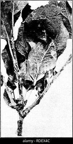 . Krankheiten der Pflanzen. Pflanzenkrankheiten. Krankheiten DER SONDERKULTUREN 89 Hypochnose" (Hy-pochnus Ochroleuca, Noack). • - Hypoch-Nase ist vor allem ein Blatt Liebe verursacht Getreidebrand und Verlust der Blätter, und damit Schwächung der Vital-keit des Baumes. Oberflächlich diese Krankheit ähnelt der Feuerbrand, mit dem es durch die beiläufige ob verwirrte-Server sein. Es kann ohne weiteres unterschieden werden, jedoch durch zwei char-acters: Erstens, die Art und Weise, in der die Blätter Statik und Mat zusammen, die sich von der Gewohnheit der Kartoffelfäule anders aus, die Blätter, die weder Statik noch Matte; zweitens, b Stockfoto