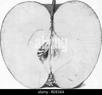 . Die Früchte von Ontario. Obst - Kultur. Die krassen hat in einem kommerziellen in Ontario durch viele Züchter in der Bucht von Quinte Bezirk getestet und ist ein guter Winter Apple für den Export betrachtet, wird über so profitabel wie Ben Davis, und einige - was besser in der Qualität seiner stumpfen rote Farbe ist ein schwerer Fehler. Herkunft: Ohio. Baum: Ein stout vig-orous Anbauer, sehr pro-ductive jede Alternative Jahr; Laub groß, dunkel Grün, "etwas zu Pilzen. Frucht: Große, rundliche, leicht Einseitig, etwas rechteckig kegelförmig; Haut bedeckt mit Farben und Akzenten in hellem und dunklem Rot Stark. Stockfoto