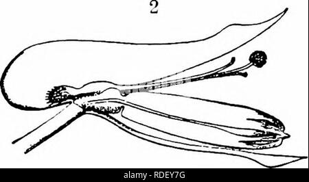 . Handbuch der Blume Bestäubung: auf Hermann Mu?ller Arbeit" die Befruchtung der Blüten durch Insekten". Düngung von Pflanzen. Abb. 25. Pitinaria officinalis^ L. (nach Hildebrand). (L) Blüte gesehen von der Seite (vergrößert). (2) Die gleichen nach dem Ausbau der Hälfte des oberen Blütenblatt und Depression der Inneren. Völlig verhindert, dass Besuche von Bienen, es kann kein Zweifel daran bestehen, dass die unvermeidliche automatische selbstbestäubung wirkungsvoll ist. Besucher.-Herm. Miiller in Westfalen, und selbst in Kiel und Fohr, beobachtet der Honigbienen, die in der Blume und die Übertragung von Pollen: Warnstorf bemerkt ein Brummen Stockfoto
