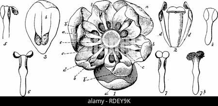. Handbuch der Blume Bestäubung: auf Hermann MuÌller's Arbeit "die Befruchtung der Blüten durch Insekten". Düngung von Pflanzen. Â V. um BERBERIDEAE BERBERIDEAE VENT. 29. Berberis L. Homogamous Blumen mit halb verdeckte Nektar, in dichten Blütenständen angeordnet, so dass trotz der relativen Kleinheit der einzelnen Blüten, sie sehr im Aggregat auffällig sind. Die Innenseiten der beiden sepalen und Petalen sind gelb m Farbe. Nektar wird durch zwei Fleischigen Schwellungen an der Innenseite jedes Blütenblatt in der Nähe seiner Basis abgesondert, und dank der konkaven Form des Corolla Diese tolerab Stockfoto