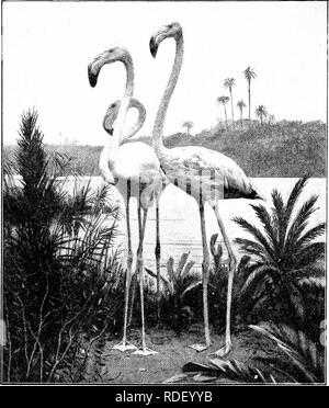 . Die American Natural History; eine Stiftung für nützliches Wissen der höheren Tiere von Nordamerika. Natural History. Kapitel XXVII DIE REIHENFOLGE DER FLAMINGOS - EIN BINDEGLIED ODONTOGLOSSAE der Langbeinigen, langhalslaute Flamingo ist ein sehr perfektes Bindeglied zwischen dem Waten - Vögel und die Schwimmer, und die meisten neugierig gebildet Vogel. Es hat enorm lange, Stelzenläufer - wie Beine, wie ein Reiher, aber seine Füße sind voll webbed, wie die Füße einer Ente. Seine ständigen Höhe ist von 48 bis 54 Zoll. Es hat eine lange, schlanke, Kran - wie Hals; aber seinen dicken, gebrochen. New York Zoological Park DER FLAMINGO. Stockfoto