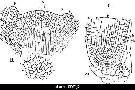 . Die Struktur und die Entwicklung der Moose und Farne (Archegoniatae). Anlage; Morphologie; Moose und Farne. 494 Moose und Farne Art und in vier Reihen angeordnet, wie in den meisten Arten von Selagi - Nella. Die Verzweigung der Stammzellen ist entweder dichotomische oder Monopodial. Die Wurzeln, die in Acropetal Erfolg getragen werden - sion (Bruchmann fand auch in L. tnundatum adventive Wurzeln), Zweigniederlassung dichotomously, Hke die von Ispetes. Die sporangien sind einzeln getragen, in den Achseln des sporophylls, die kaum unterscheiden sich möglicherweise von der gewöhnlichen Blätter (L., L. selago lucidulum), (Abb. 287), oder der sporophylls unterscheiden Stockfoto