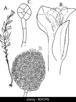 . Die Struktur und die Entwicklung der Moose und Farne (Archegoniatae). Anlage; Morphologie; Moose und Farne. Vi. Die BRYALES iig der Struktur. Tetraphis pelhicida ist ein kleines Moos, die an der Spitze der vegetativen Branchen besondere Gefäße, vielzelligen gemmas einer sehr charakteristischen Form trägt. Die Blätter, die das Gefäß Form sind kleiner als die Stammzellen Blätter, und genau so eingestellt, als eine Art Schale, in der die Gemmae in großen Stückzahlen produziert werden. Diese ergeben sich als schlanke mehrzelligen Haare, das Ende der Zelle die vergrößert und bildet eine Disc, zunächst eine vielschichtige, aber später, b Stockfoto