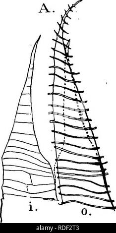 . Die Struktur und die Entwicklung der Moose und Farne (Archegoniatae). Anlage; Morphologie; Moose und Farne. Abb. 114.- Funaria Hygrometrica. Ein Teil der peristome; 0, eine äußere Zahn; eines der inneren Zähne, X85; B, Abschnitt des Seta, X260; C, Querschnitt des oberen Teils der Kalyptra, X52S. Und zwar so, dass die beiden guard Zellen haben ihre Hohlräume in Kommunikation geworfen, und die Aufteilung der Wand bildet eine cellulose Teller". Bitte beachten Sie, dass diese Bilder extrahiert werden aus der gescannten Seite Bilder, die digital haben für die Lesbarkeit verbessert - Färbung und Aussehen dieser Abbildungen können nicht perf Stockfoto