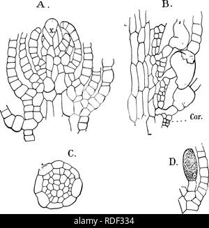 . Die Struktur und die Entwicklung der Moose und Farne (Archegoniatae). Anlage; Morphologie; Moose und Farne. V. MOOSE (MUSCI): SPHAGNALES-ANDRE^ ALES 169 durch die aktive Abteilung der Zellen gebildet, in einer Art und Weise wohl ganz ähnlich wie in anderen Moosen, und dieses schnell wie Einwohnerzahl - die Form der jungen Stammzellen. Die ersten Blätter sind sehr einfach in der Struktur, und bestehen aus vollkommen gleichmäßige längliche Viereck Zellen, die alle mehr oder weniger chlorphyll enthalten. Wie die Älteren, aber sie zeigen die char-acteristic zwei Fünftel Divergenz. Schimper, dass das fünfte Blatt, auf der La Stockfoto