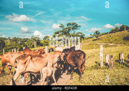 Die Sammlung der Rinder auf der kleinen Farm Stockfoto