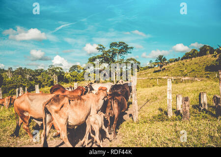 Die Sammlung der Rinder auf der kleinen Farm Stockfoto