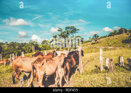 Die Sammlung der Rinder auf der kleinen Farm Stockfoto