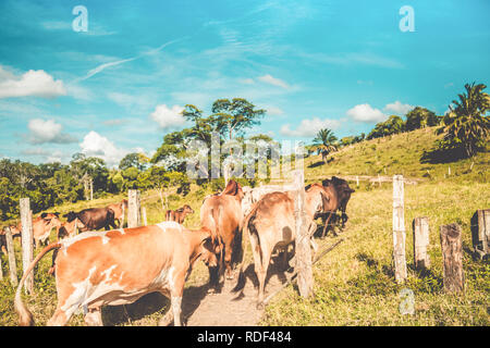 Die Sammlung der Rinder auf der kleinen Farm Stockfoto