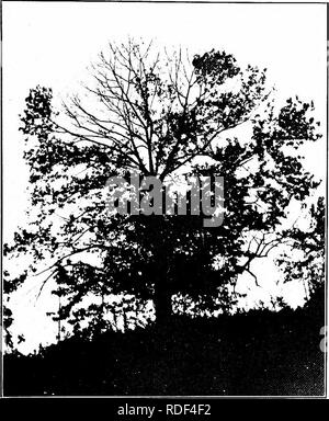 . Chestnut blight. Kastanienrindenkrebses; Kastanien. CONNECTICUT LANDWIRTSCHAFTLICHE EXPERIMENT STATION NEAV HAVEN, Anschl. BULLETIN 178, SEPTEMBER, 1913. Die CHESTNuf^ LADE KRANKHEIT. Inhalt, Seite Ursache der Krankheit 6 Beschreibung der Krankheit 6 Abhilfemaßnahmen versucht 7 Verbreitung von Sporen S Fortschritt der Krankheit g Verteilung in Connecticut 9 Vertrieb in den Vereinigten Staaten ii Bezug auf Host Bedingungen 12 Aktuelle Situation und Zukunftsaussichten in Connecticut 12 Arbeit in Connecticut 13 Arbeit von anderen Staaten 14 Historische 15 Reichweite und Voraussetzungen für Wachstum 15 Zeichen aus Holz und Nutzung 16 Mühle Praxis Stockfoto