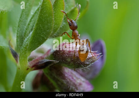 Makroaufnahme eines langen ant Stockfoto
