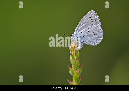 Holly Blue o oben auf einen Garten Pflanze, Makroaufnahme mit homogenen Hintergrund Stockfoto