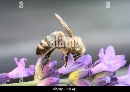 Honeybee sticks ihren Kopf in Lavendel blühen auf der Suche nach Nektar Stockfoto