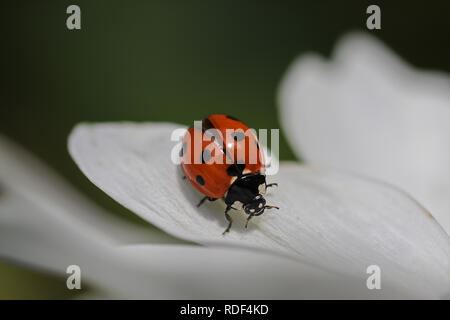 Marienkäfer Marienkäfer sitzen auf eine weiße Blume Stockfoto